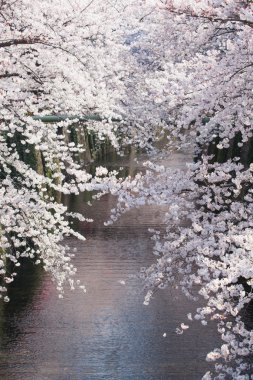 Güzel sakura kiraz çiçeği