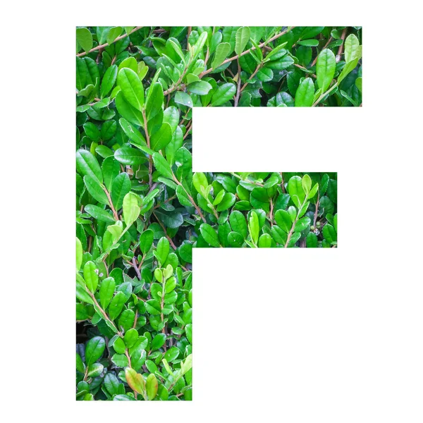 Букви англійського алфавіту з зеленим листям — стокове фото