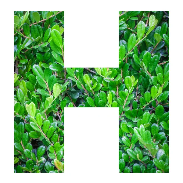 Alfabetu angielskiego list z zielonych liści — Zdjęcie stockowe
