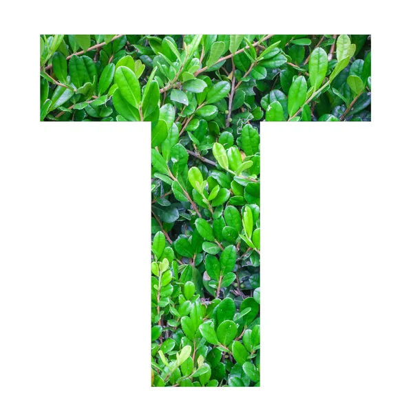 英语字母与绿色的树叶 — 图库照片