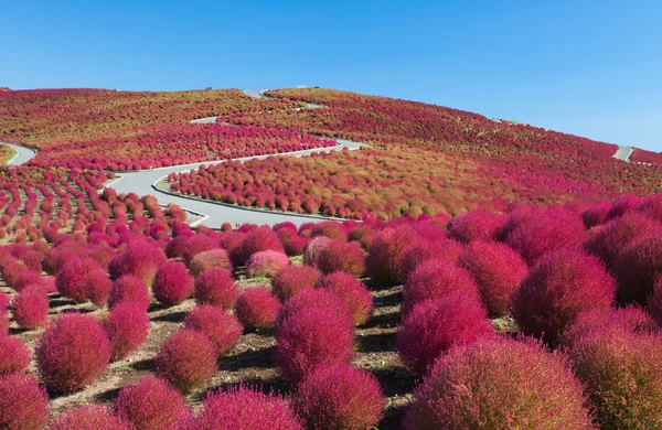Красивый холм Кочиас осенью — стоковое фото