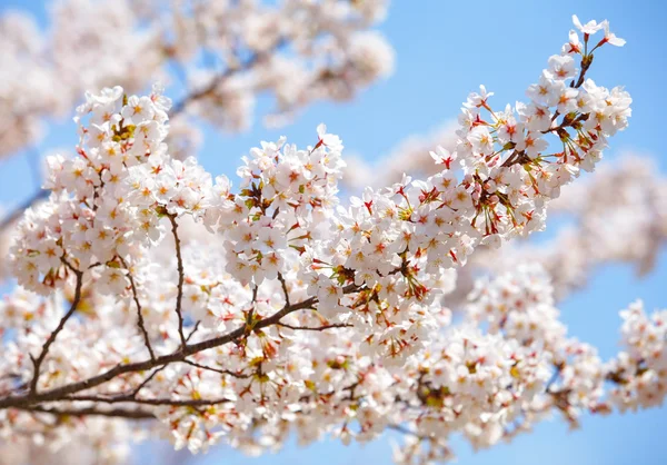 Białe sakura w Japonii — Zdjęcie stockowe