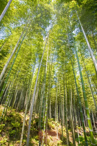 Bella foresta di bambù — Foto Stock