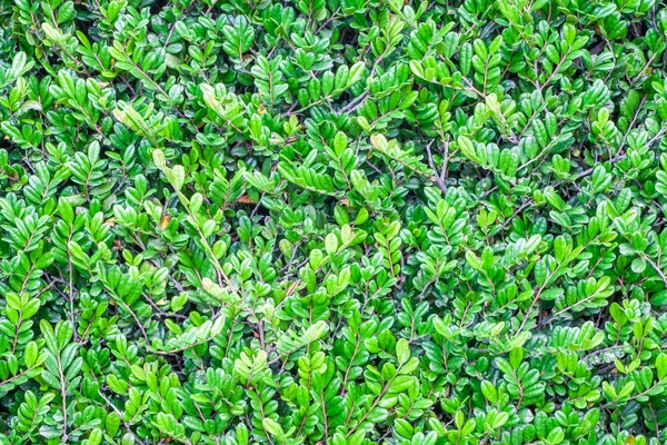Yeşil yaprakların arkaplanı — Stok fotoğraf
