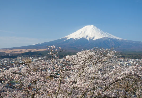 Třešňový květ sakura a horu Fudži — Stock fotografie