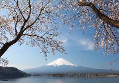 Kiraz çiçeği sakura ve dağ Fuji