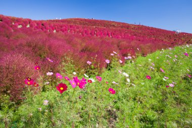 Güzel adımdan alan