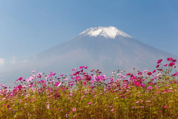 Gebied van kosmos bloemen — Stockfoto