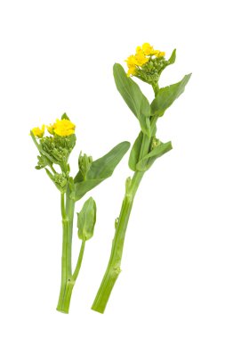 Sarı çiçekli kolza tohumu