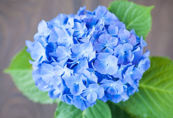 Blå Hydrangea macrophylla blommor — Stockfoto