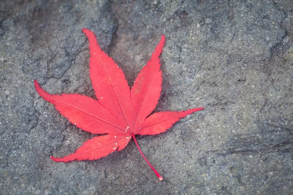 Лист красного клена на камне — стоковое фото