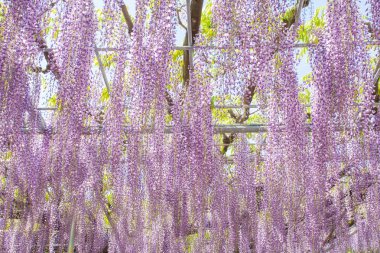 Güzel Wisteria bloomimg