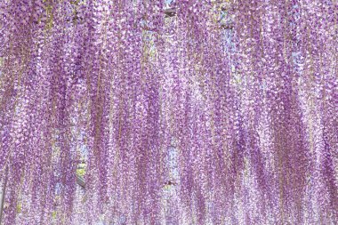 Güzel Wisteria bloomimg