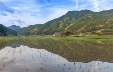  Teraslı pirinç alan Maruyama Senmaida