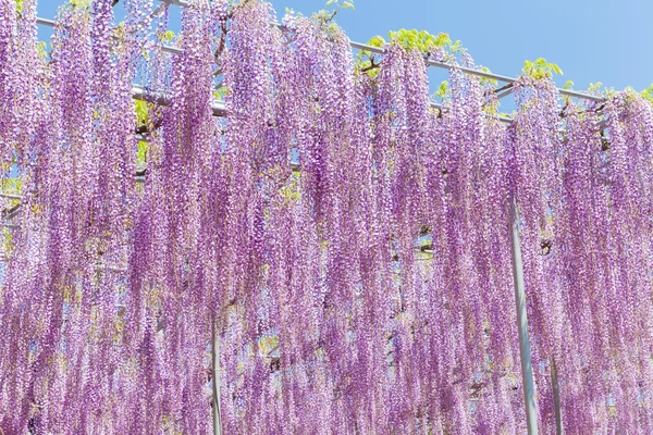 Wisteria krásy kvetoucí — Stock fotografie