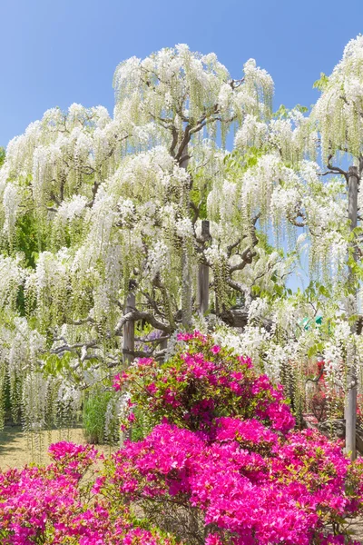 Beauty white Wisteria blooming — Stock Photo, Image
