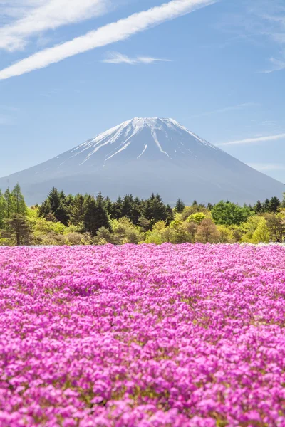 Berget Fuji och rosa moss fält — Stockfoto
