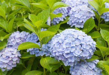 Güzel Hydrangea macrophylla yaz 