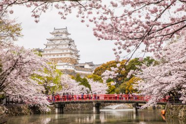 Sakura kiraz çiçeği kalede balıkçıl