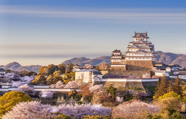 Heron Castle in sakura cherry blossom — Stock Photo, Image