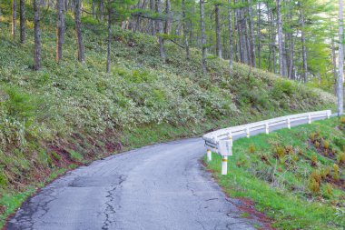 Dağ yolu ve çam ormanı