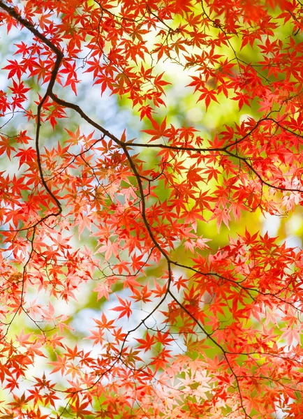 Folhas coloridas na floresta — Fotografia de Stock