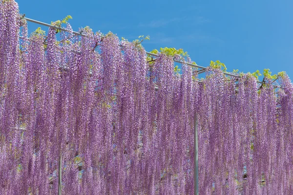 Wisteria bloomg in end of spring — стоковое фото