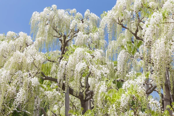 Baharda çiçek açan wisteria — Stok fotoğraf