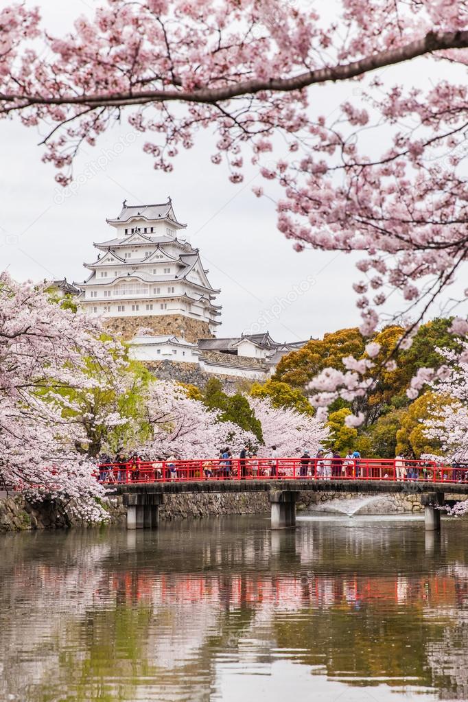Heron Castle in sakura cherry blossom