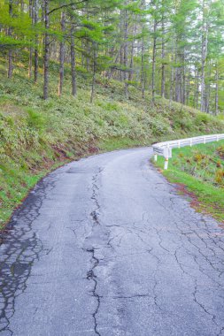 Dağ yolu ve çam ormanı