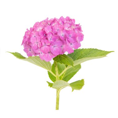 Pembe Hydrangea macrophylla çiçek