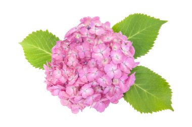 Pembe Hydrangea macrophylla çiçek