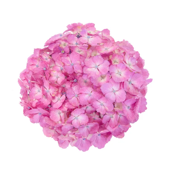 Pink Hydrangea macrophylla flower — Stock Photo, Image