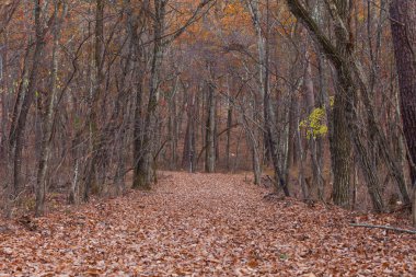 sonbahar ağacı olan kırsal yol