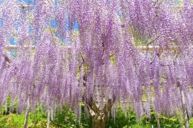 Bahar sonunda çiçek açan wisteria