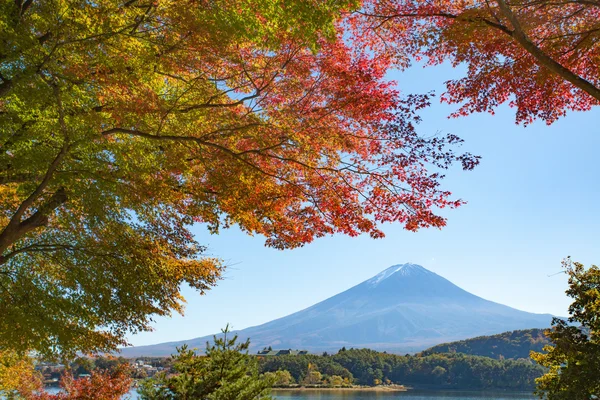 Осеннее дерево и гора Фудзи — стоковое фото