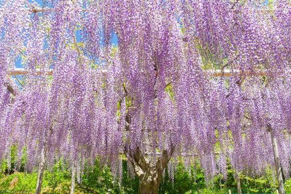 Wisteria blooming in end of spring — Stock Photo, Image