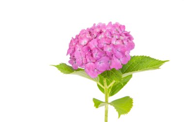 İzole pembe Hydrangea macrophylla çiçek 
