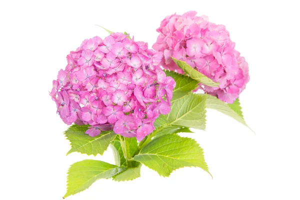 İzole pembe Hydrangea macrophylla çiçek 