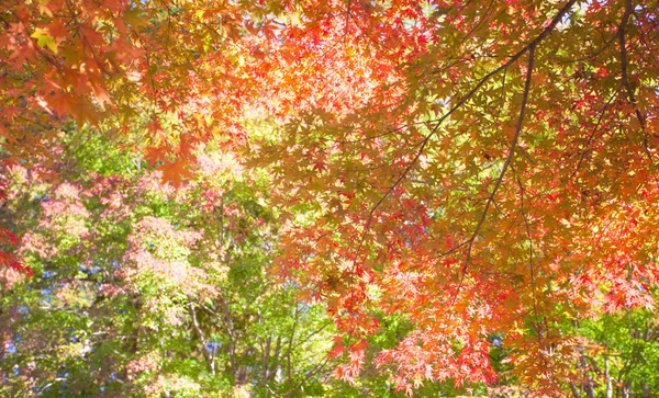 Bella colorato di foglie autunnali — Foto Stock