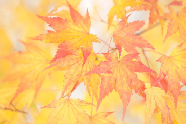 Bellissimo colore di acero giallo — Foto Stock