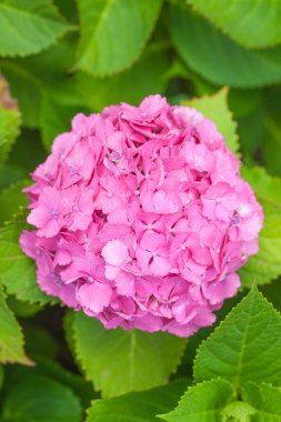 Yakından - pembe Hydrangea macrophylla 