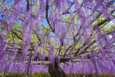 Güzel Wisteria bloomimg 