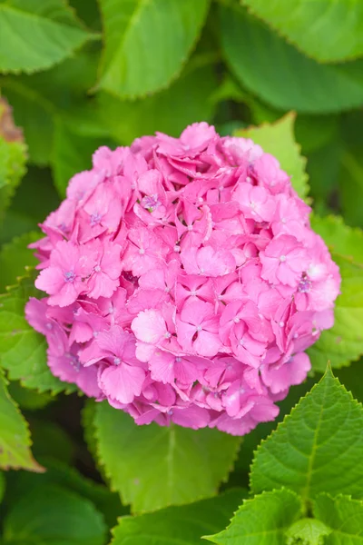 Yakından - pembe Hydrangea macrophylla — Stok fotoğraf