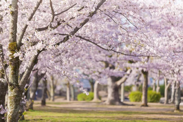 Sakura cherry blossom tree: — Stock Fotó