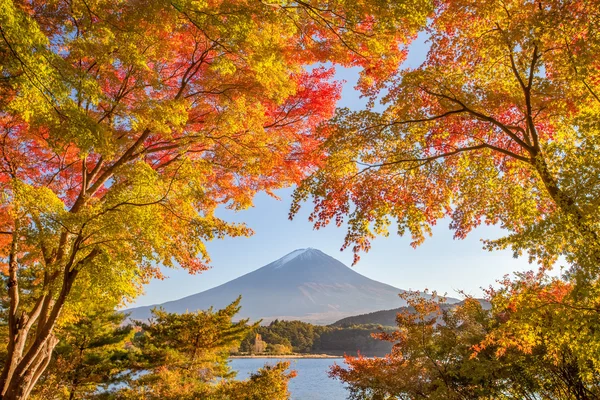 Árbol de otoño y montaña Fuji — Foto de Stock