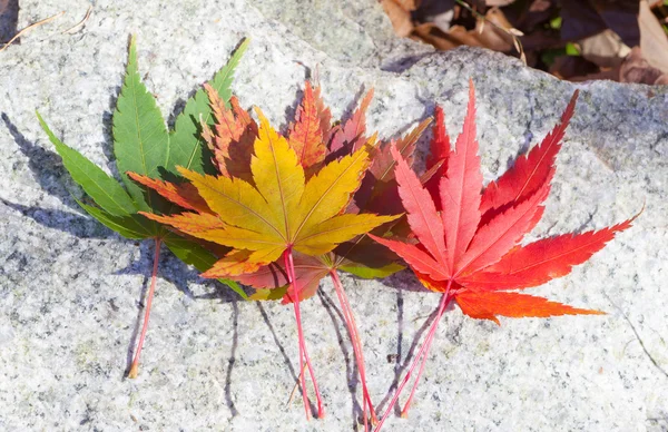 Foglie d'acero nella stagione autunnale — Foto Stock