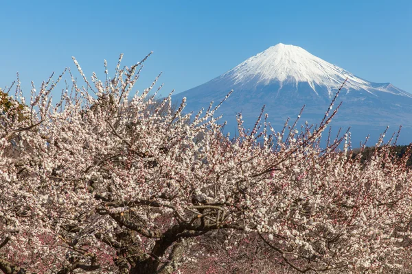 Chinese plum flowers and Mountain Fuji — Stock Photo, Image