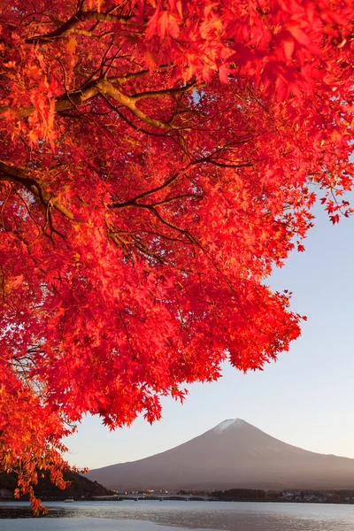 Roter Ahorn und Berg-Fuji — Stockfoto