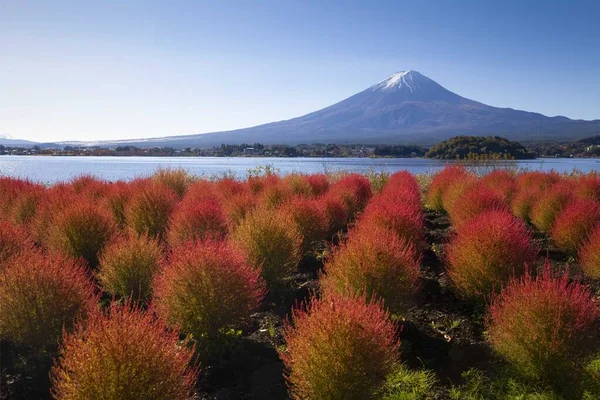 Kokia Mount Fuji Tijdens Herfst Bladeren Bij Lake Kawakuchiko Flower — Stockfoto
